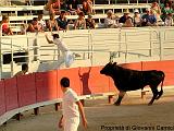 COURSE CAMARGUAISE Immagine 444